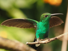 Chalybura buffonii