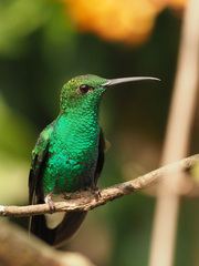 Chalybura buffonii