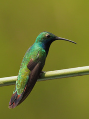 Anthracothorax nigricollis