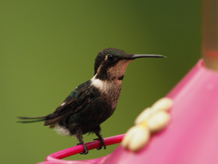 Chaetocercus heliodor