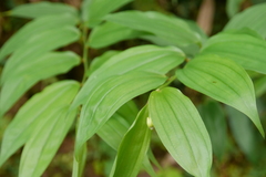 Disporum kawakamii