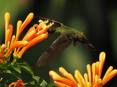 Anthracothorax nigricollis