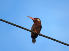 Galbalcyrhynchus leucotis