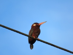 Galbalcyrhynchus leucotis