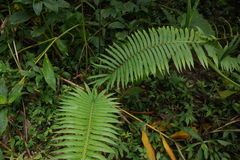 Sphaerostephanos taiwanensis