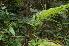 Sphaerostephanos taiwanensis