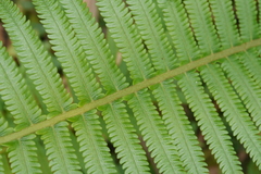 Sphaerostephanos taiwanensis