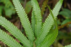 Sphaerostephanos taiwanensis