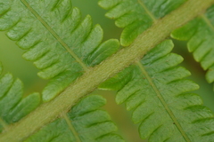 Sphaerostephanos taiwanensis