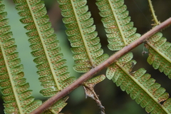 Sphaerostephanos taiwanensis