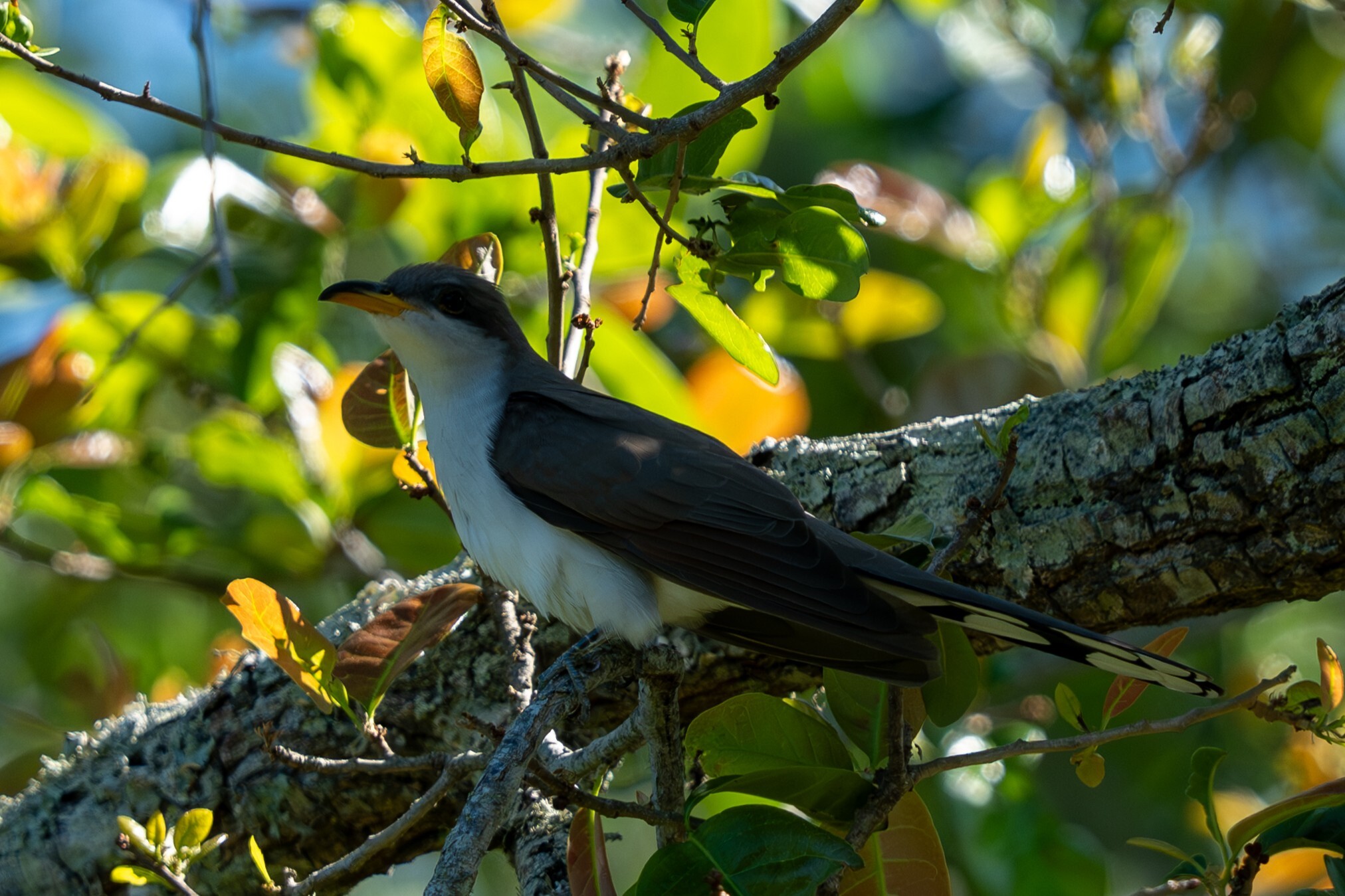Yellow-billed Cuckoo (Coccyzus americanus), photo 5