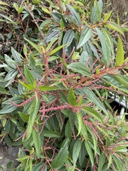 密花苧麻