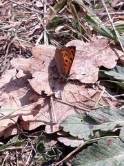 Lycaena phlaeas