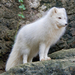 Arctic Fox - Photo (c) Valerie, some rights reserved (CC BY-NC-ND)