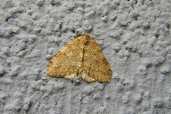 Operophterini