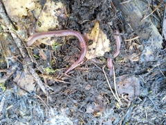 Lumbricus castaneus