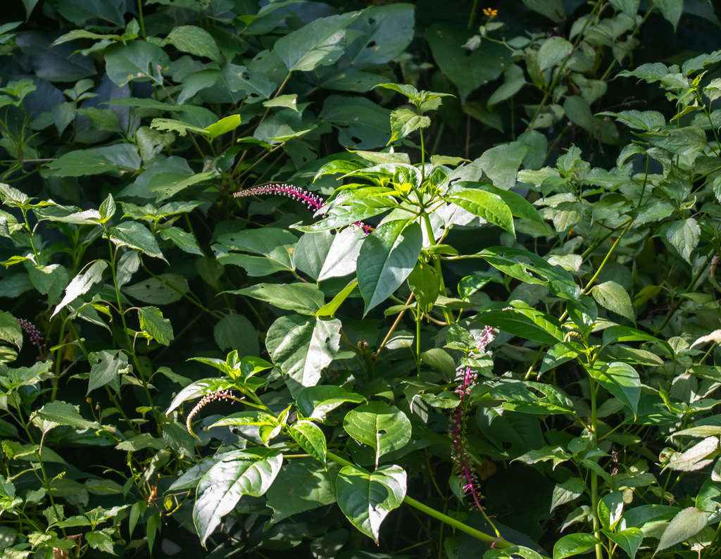 Phytolacca rivinoides; photograph (c) portioid, some rights reserved (CC BY)