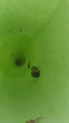 Exyra semicrocea