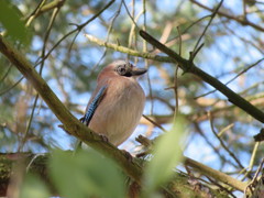 Garrulus glandarius