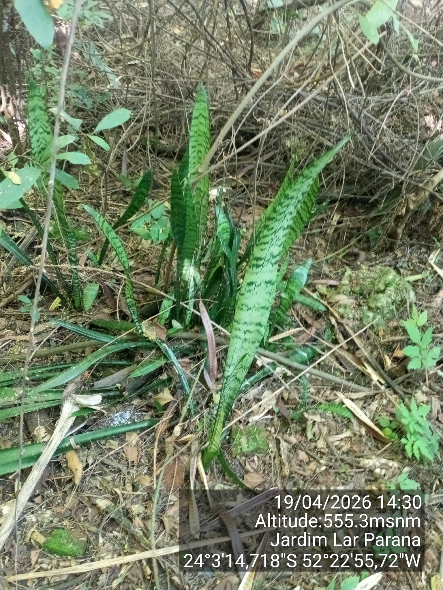Sansevieria trifasciata