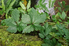 Tetrastigma obtectum