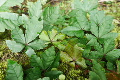 Tetrastigma obtectum