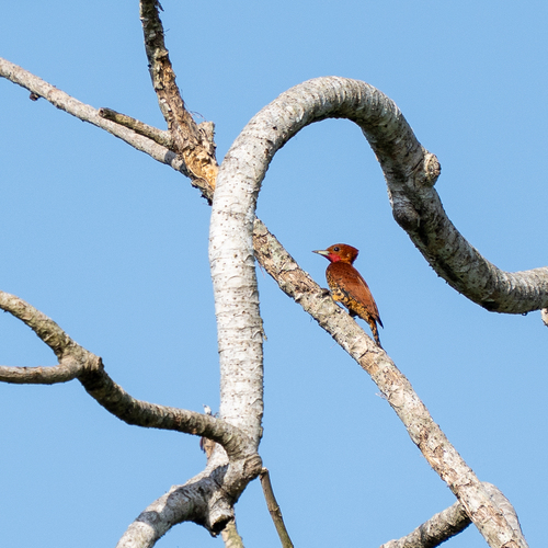 Cinnamon Woodpecker (Celeus loricatus), photo 8