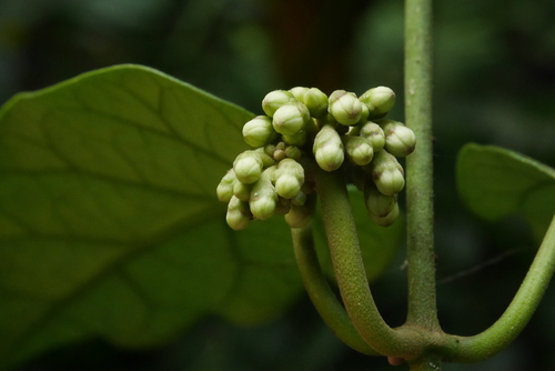 Marsdenia formosana iNat (1)