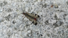 Panorpa meridionalis