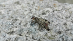 Panorpa meridionalis