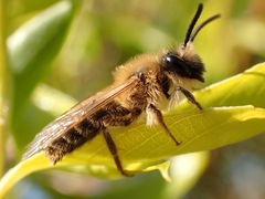 Andrena scotica