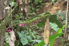 Lecythidaceae