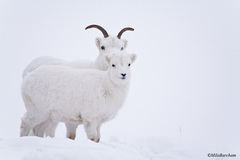 Dall's Sheep photo 4