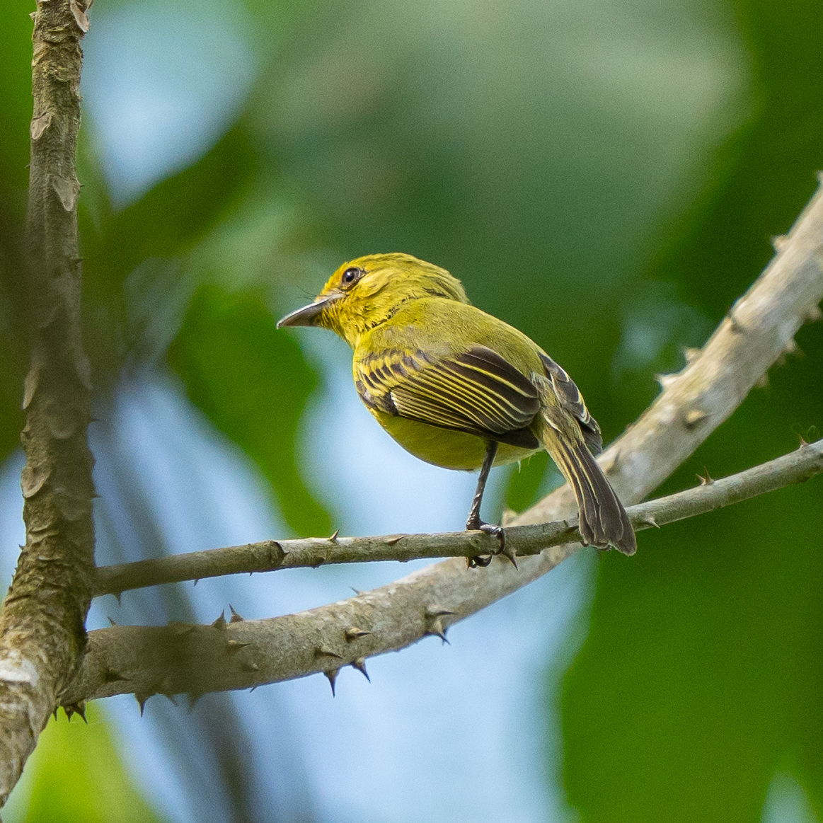 Ochre-lored Flatbill (Tolmomyias flaviventris), photo 3