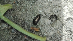 Coleoptera