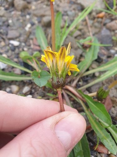 Taraxacum palustre, photograph 3