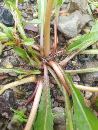 Taraxacum palustre, photograph 5