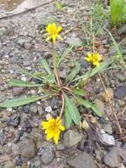 Taraxacum palustre, photograph author not stated, no rights reserved