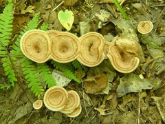 Phellodon tomentosus