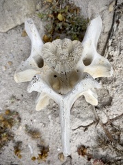 Arctocephalus pusillus