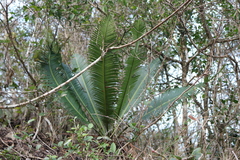 Dioon edule