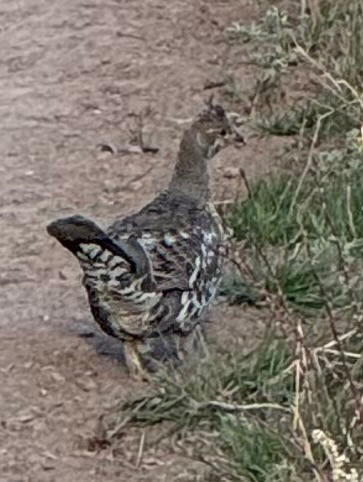 Dusky Grouse