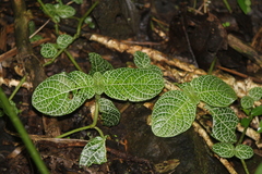 Fittonia albivenis