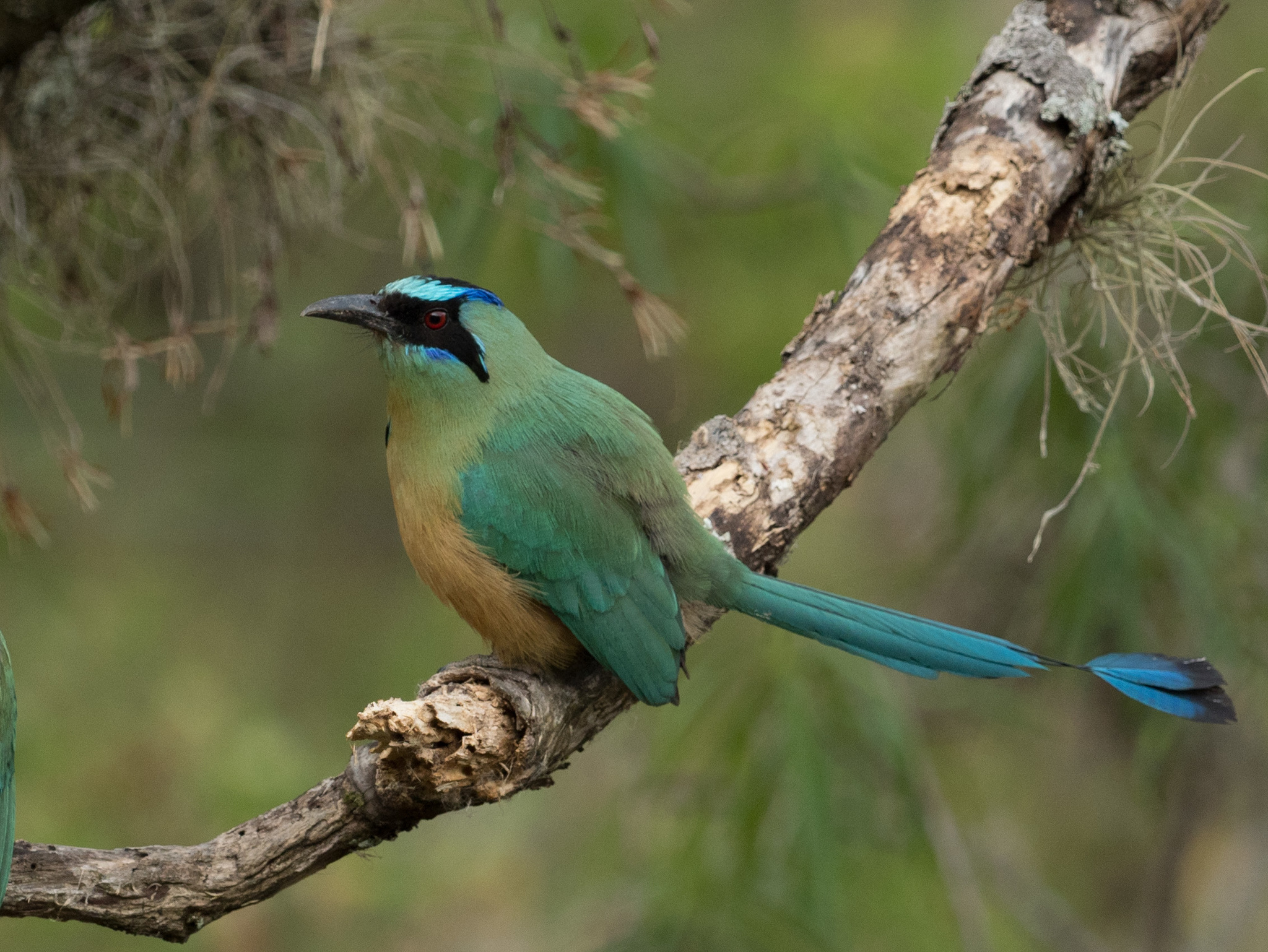 Whooping Motmot (Momotus subrufescens)