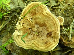 Phellodon tomentosus