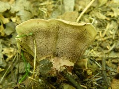 Phellodon tomentosus