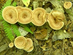Phellodon tomentosus