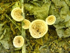 Phellodon tomentosus