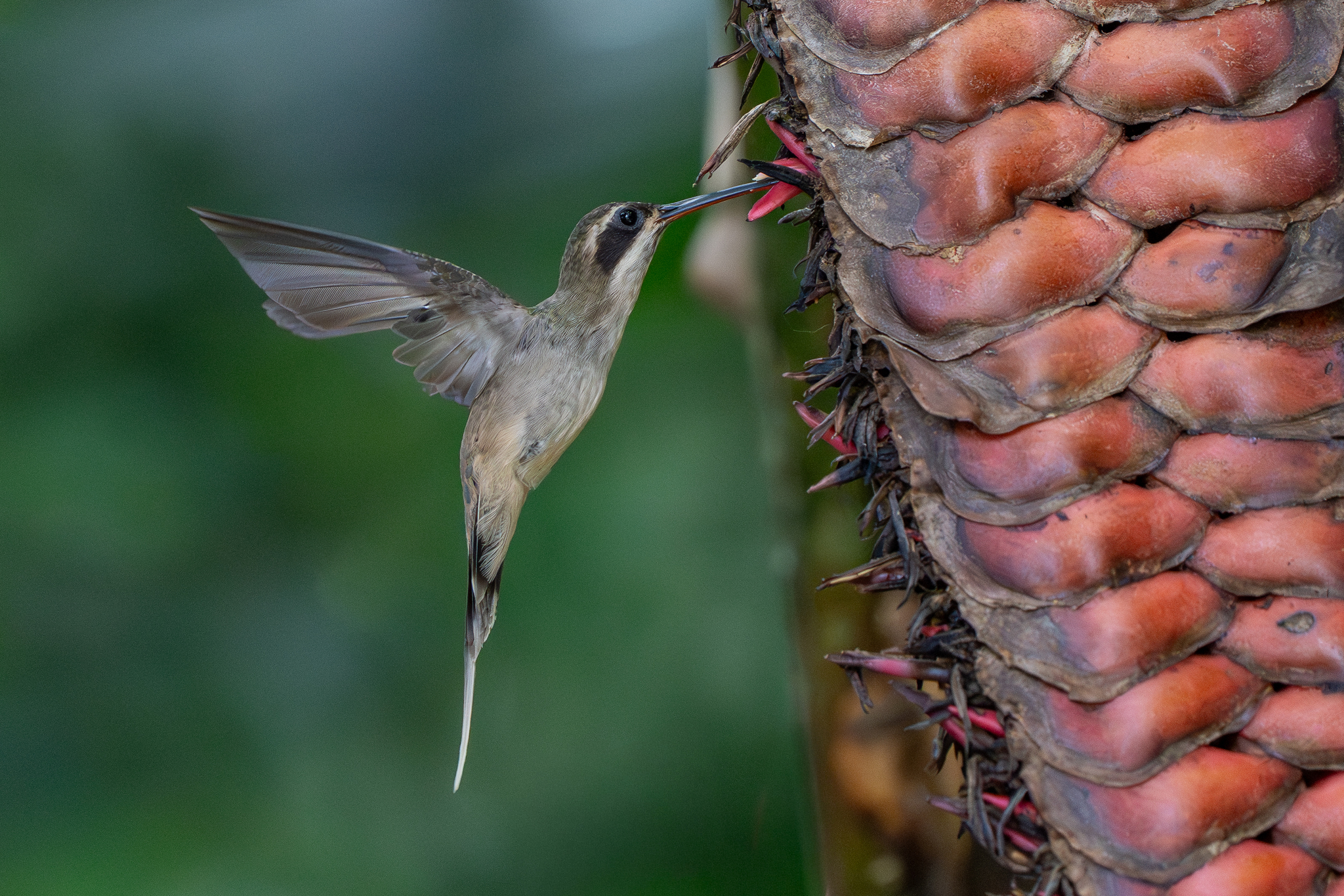 Pale-bellied Hermit (Phaethornis anthophilus), photo 2