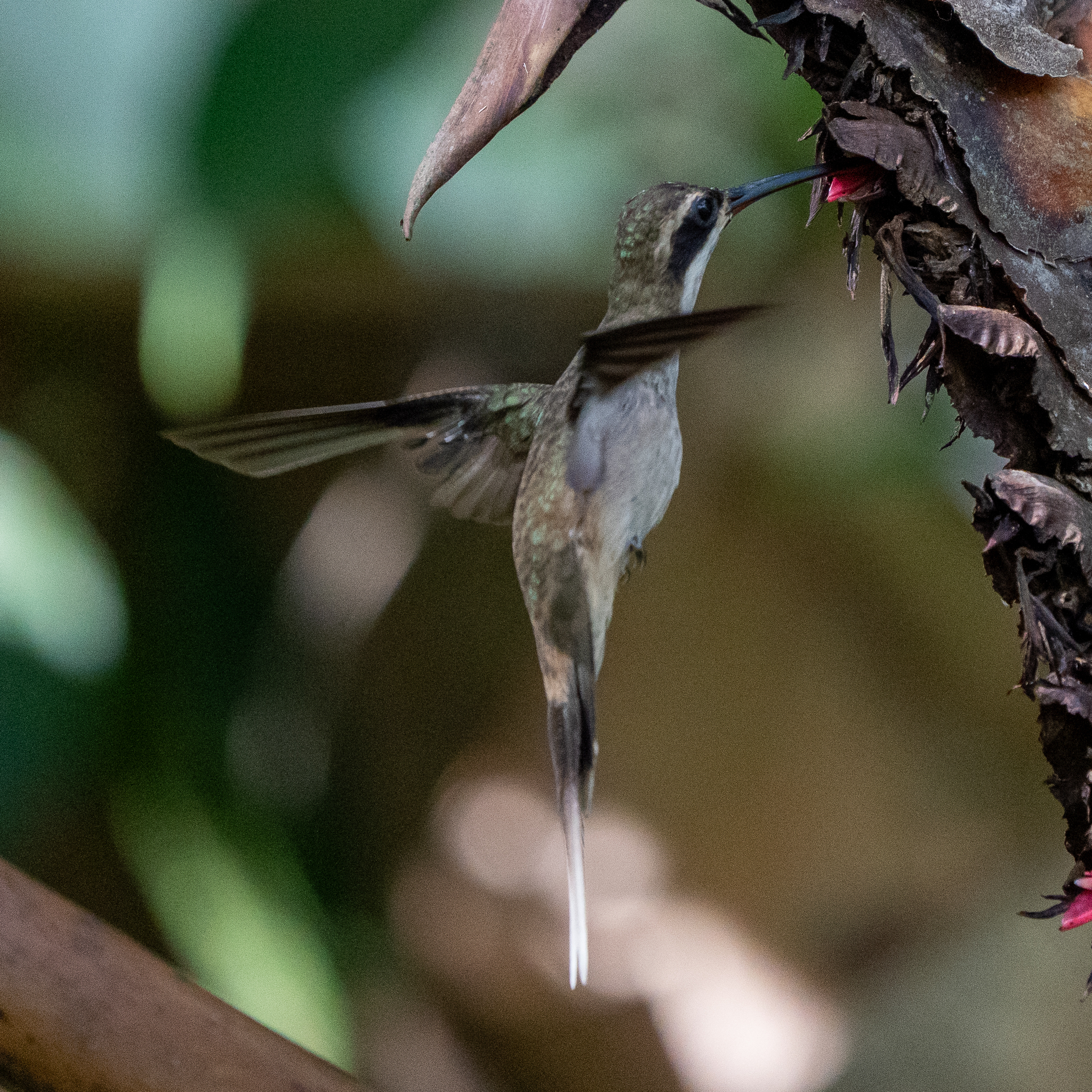 Pale-bellied Hermit (Phaethornis anthophilus), photo 3